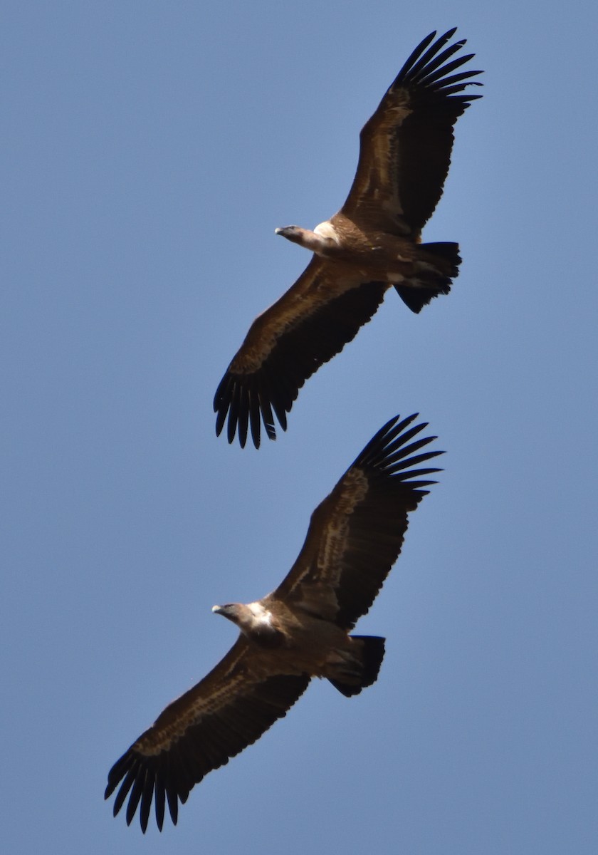 Eurasian Griffon - ML538034071