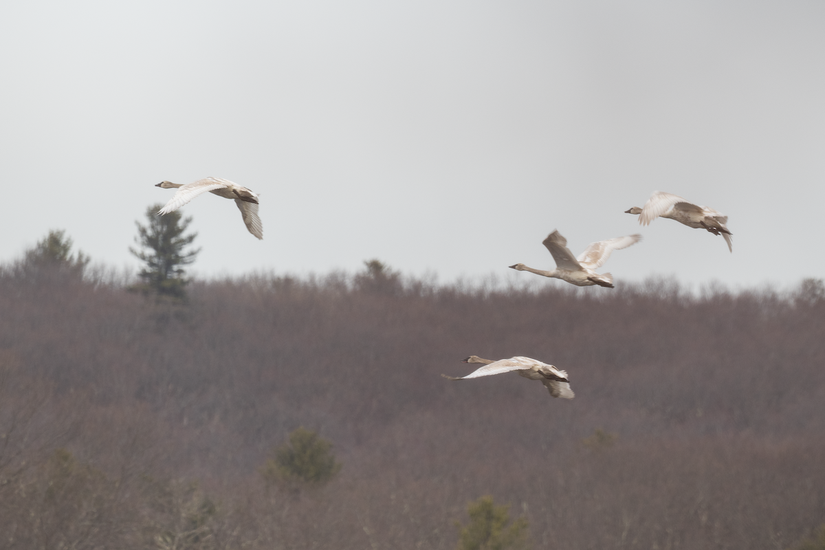 Trumpeter Swan - Matt Altieri