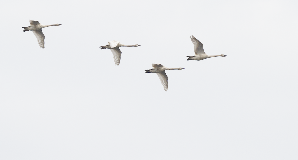 Trumpeter Swan - ML538034231