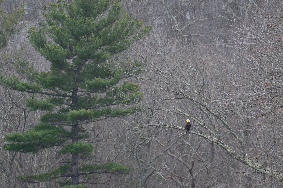 Bald Eagle - Matt Altieri