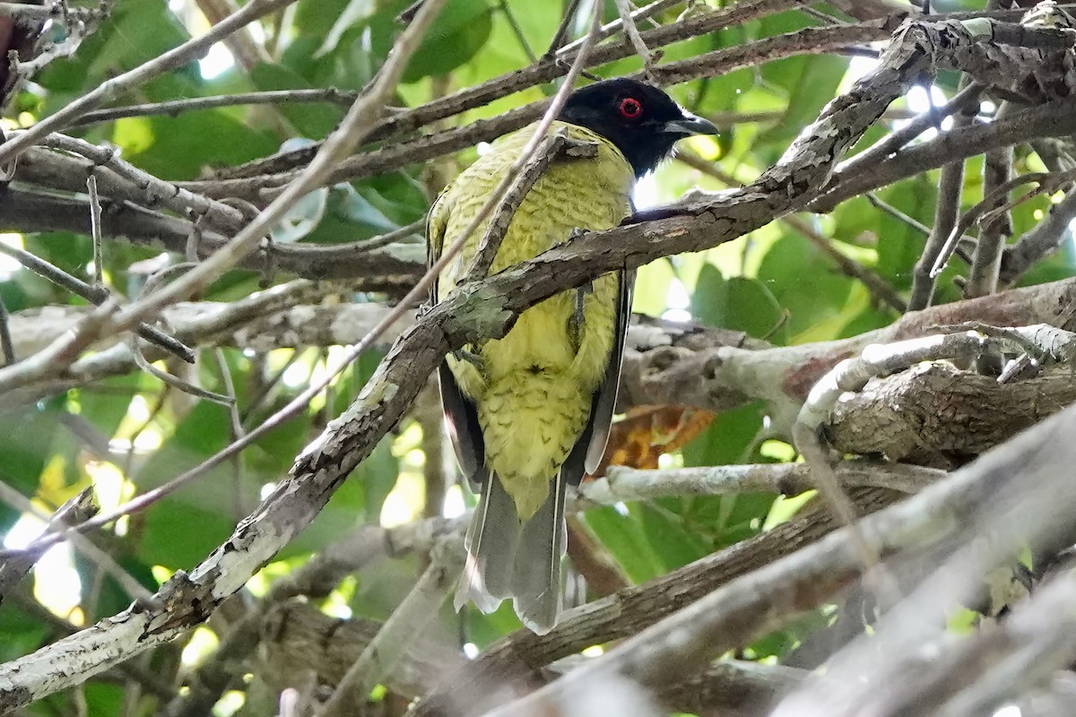 Black-headed Berryeater - ML538034551