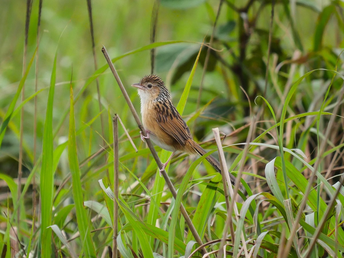 Chinese Grassbird - Tim Boucher