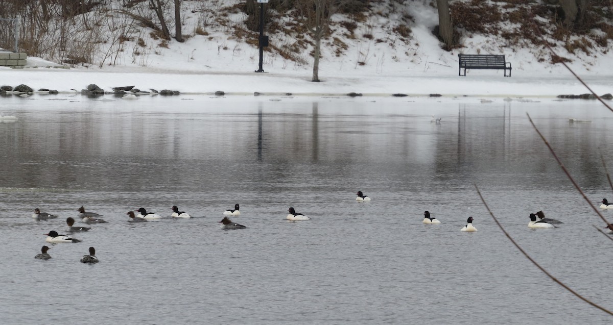 Common Merganser - Jerry Smith