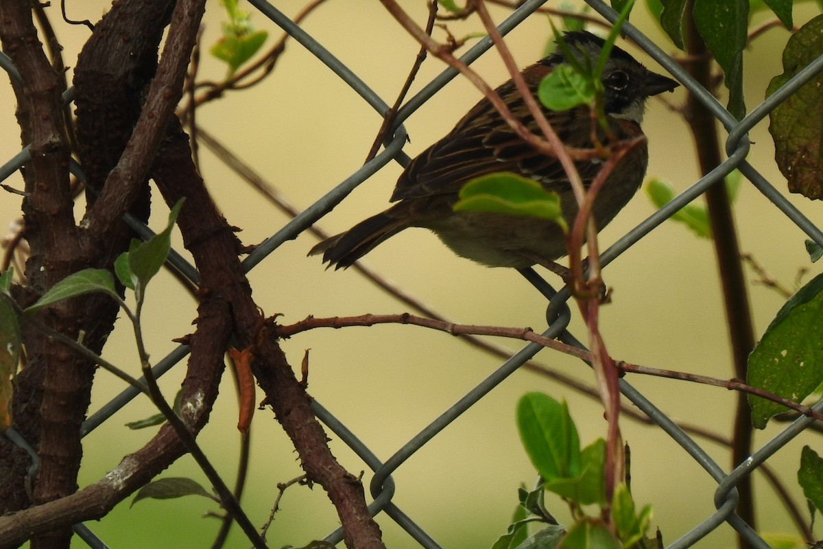 Rufous-collared Sparrow - ML538037051