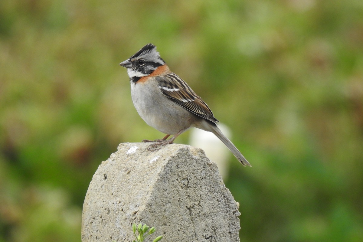 Rufous-collared Sparrow - ML538037061