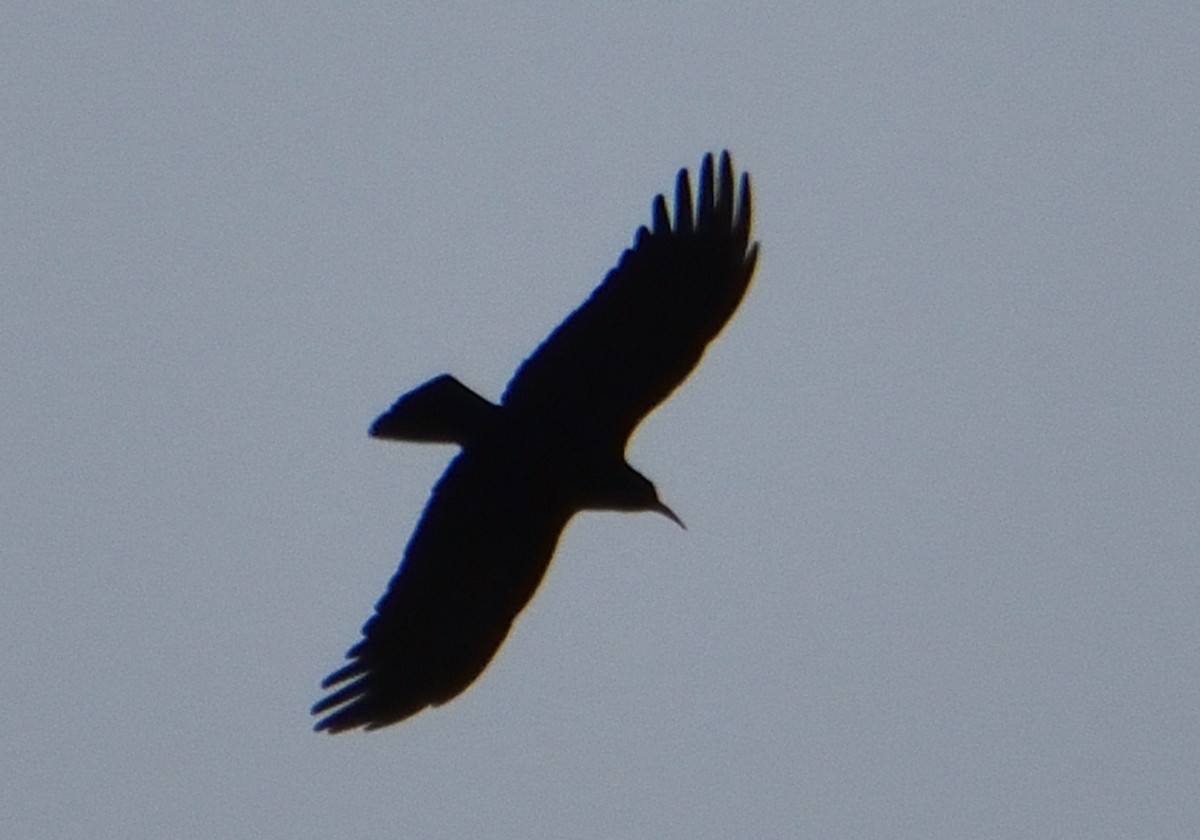 Red-billed Chough - ML538037791