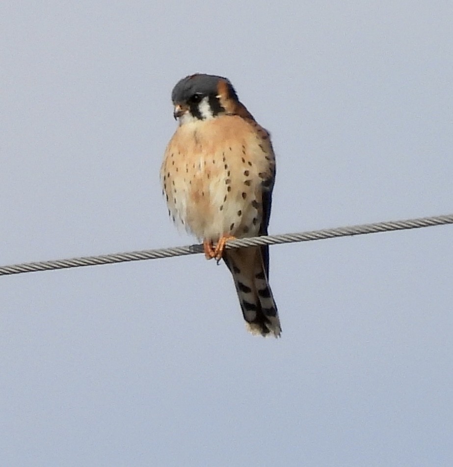 American Kestrel - ML538038581