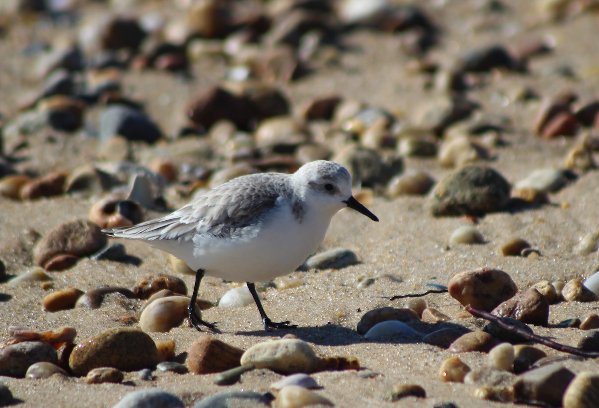 Bécasseau sanderling - ML538039511