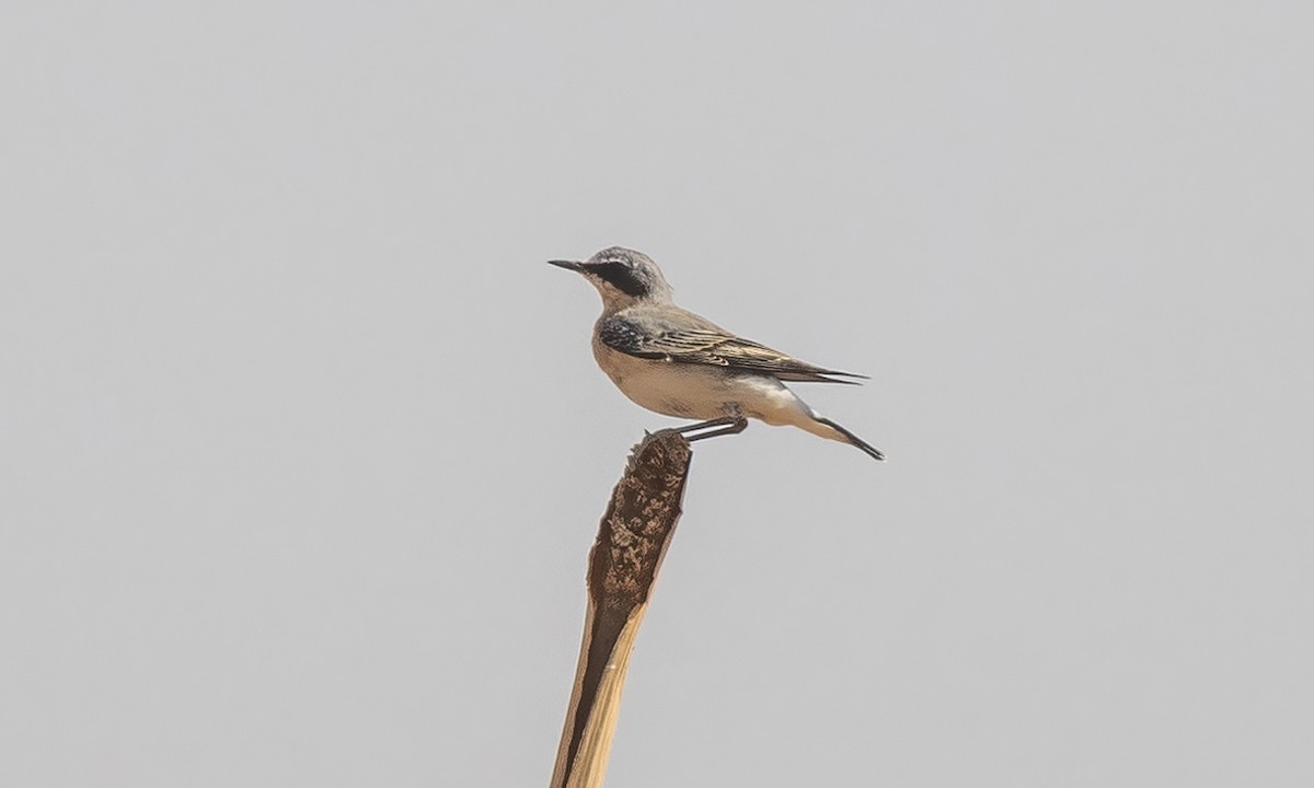 Northern Wheatear - ML538040171