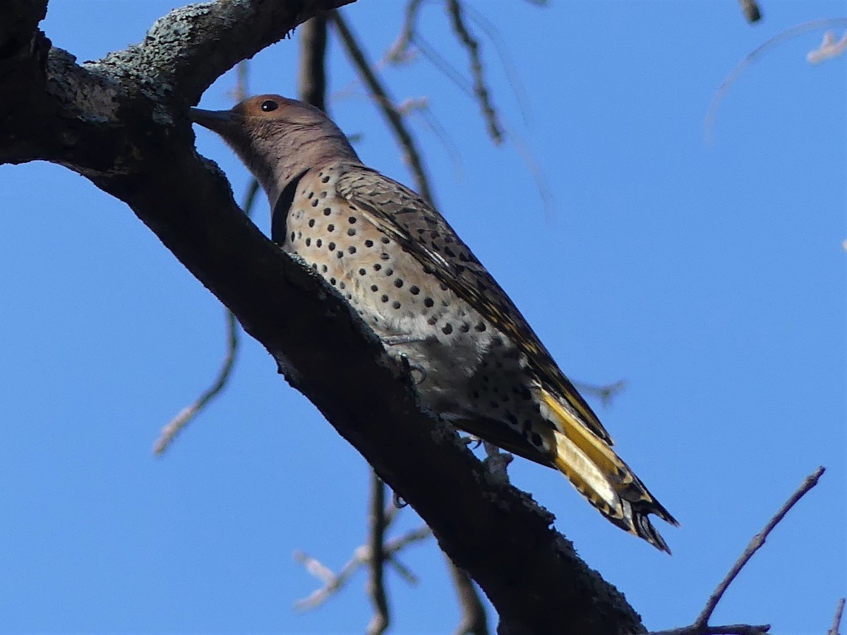 Northern Flicker - ML538041711