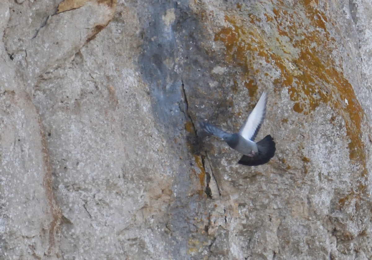 Rock Pigeon (Feral Pigeon) - ML538041761