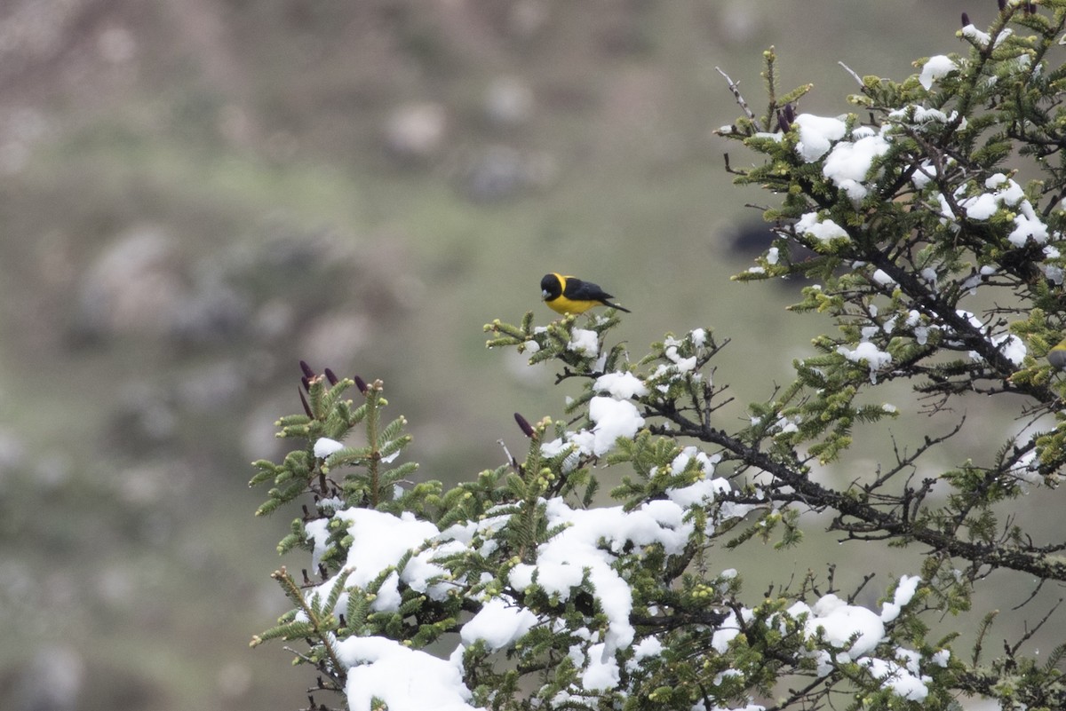 Collared Grosbeak - Tom Bedford