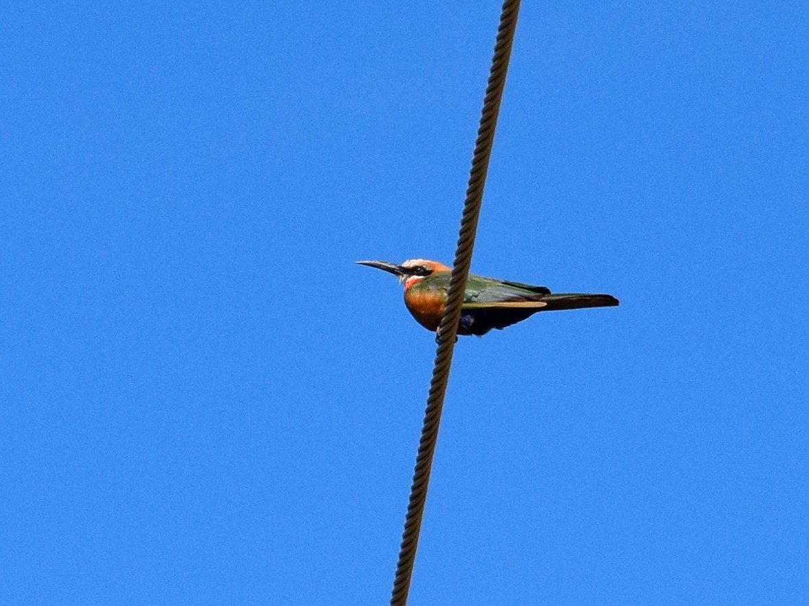 White-fronted Bee-eater - Nathan Hentze