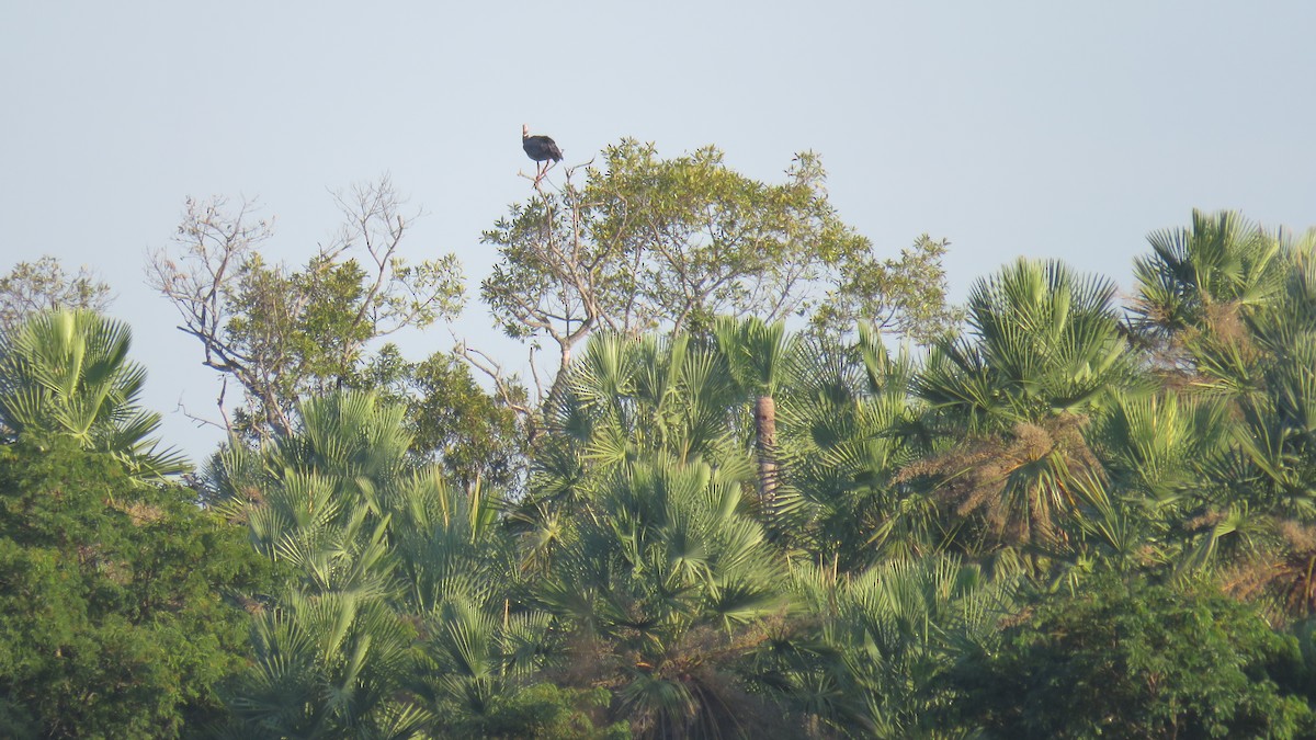 Southern Screamer - ML538044341
