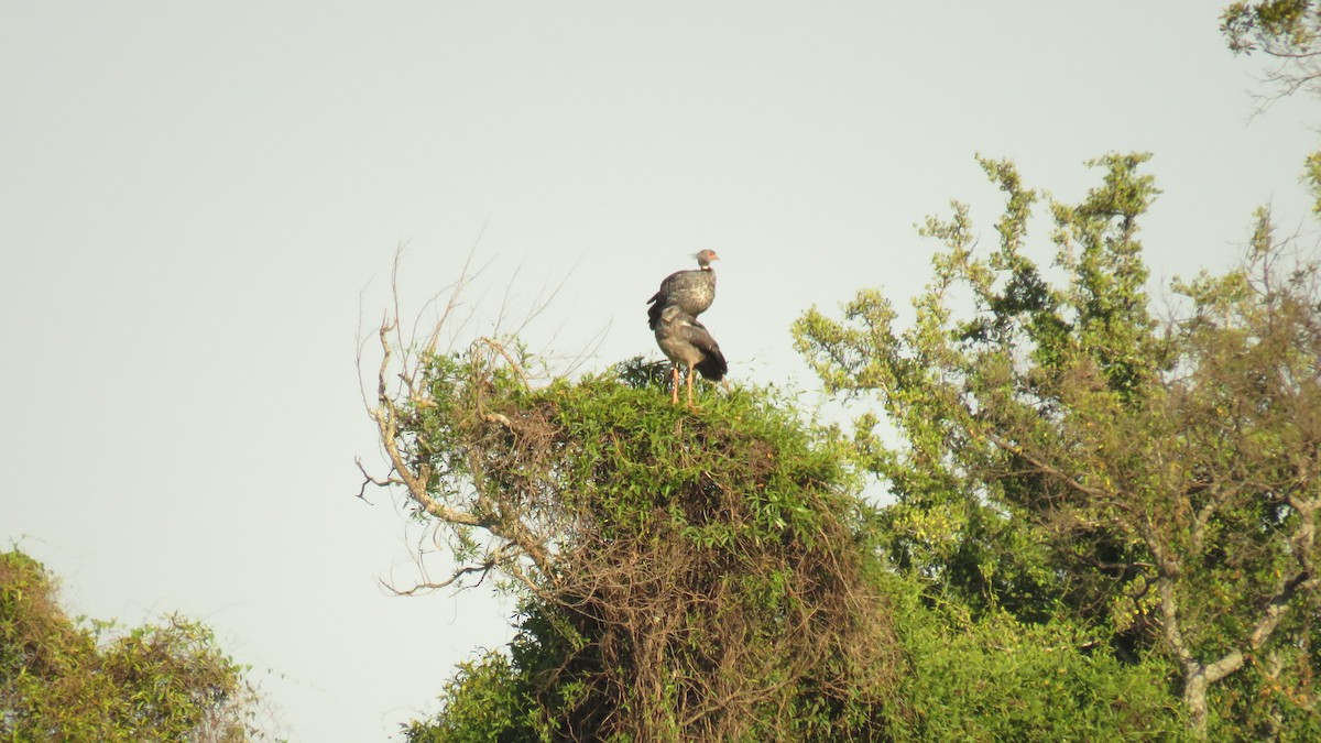 Southern Screamer - ML538044351