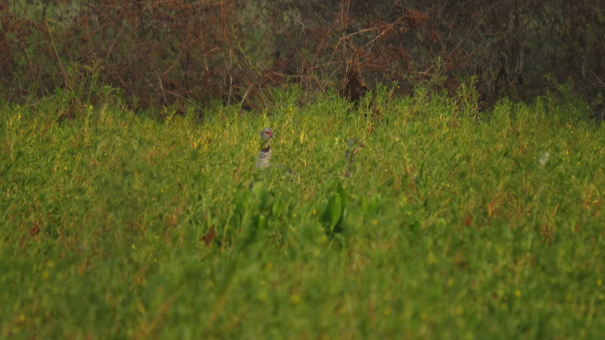 Southern Screamer - ML538044361