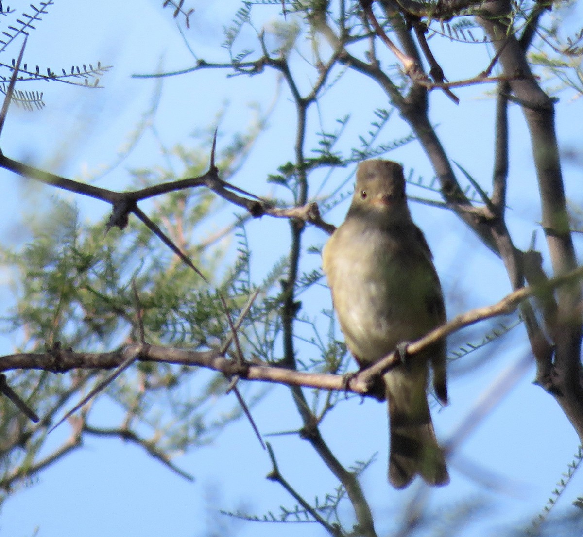 White-crested Elaenia - ML538044971