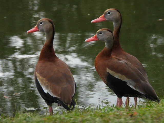 Black-bellied Whistling-Duck - ML538045211