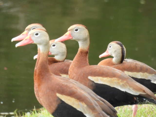 Black-bellied Whistling-Duck - ML538045221