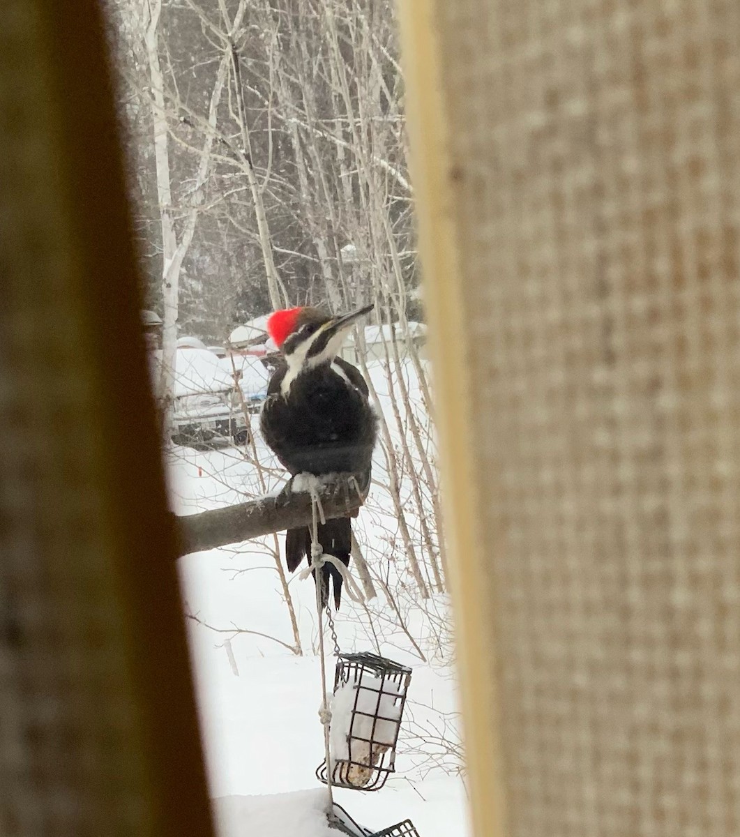 Pileated Woodpecker - ML538045511