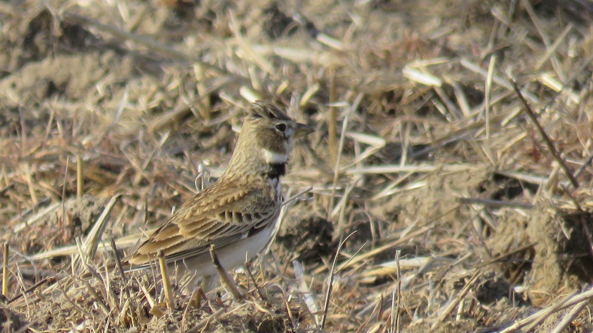 Calandra Lark - ML538047441