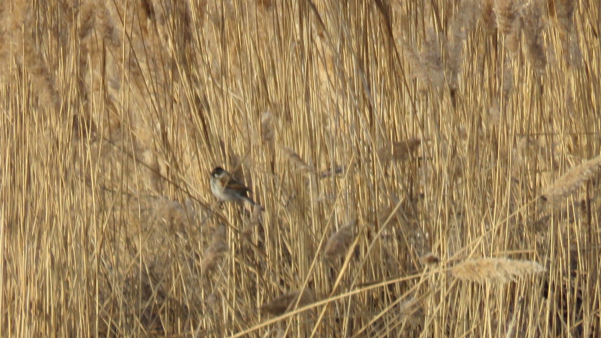 Reed Bunting - ML538047561