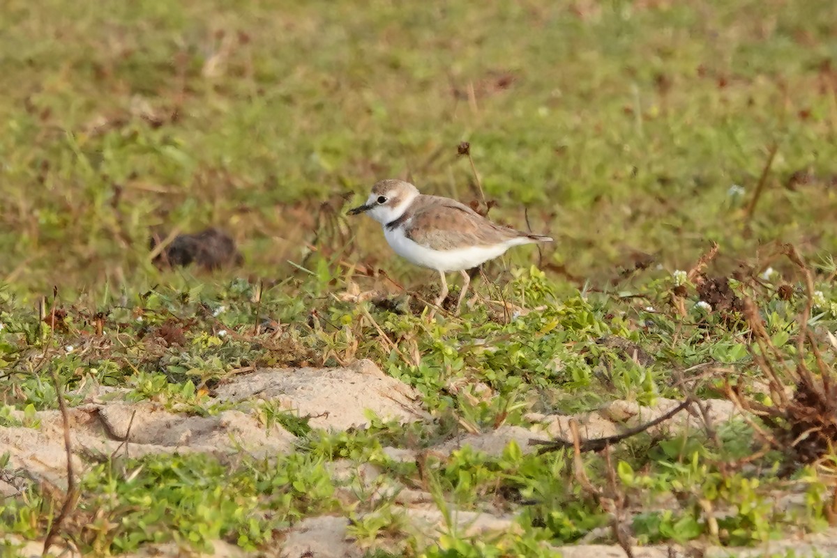 Collared Plover - Whitney Mortimer