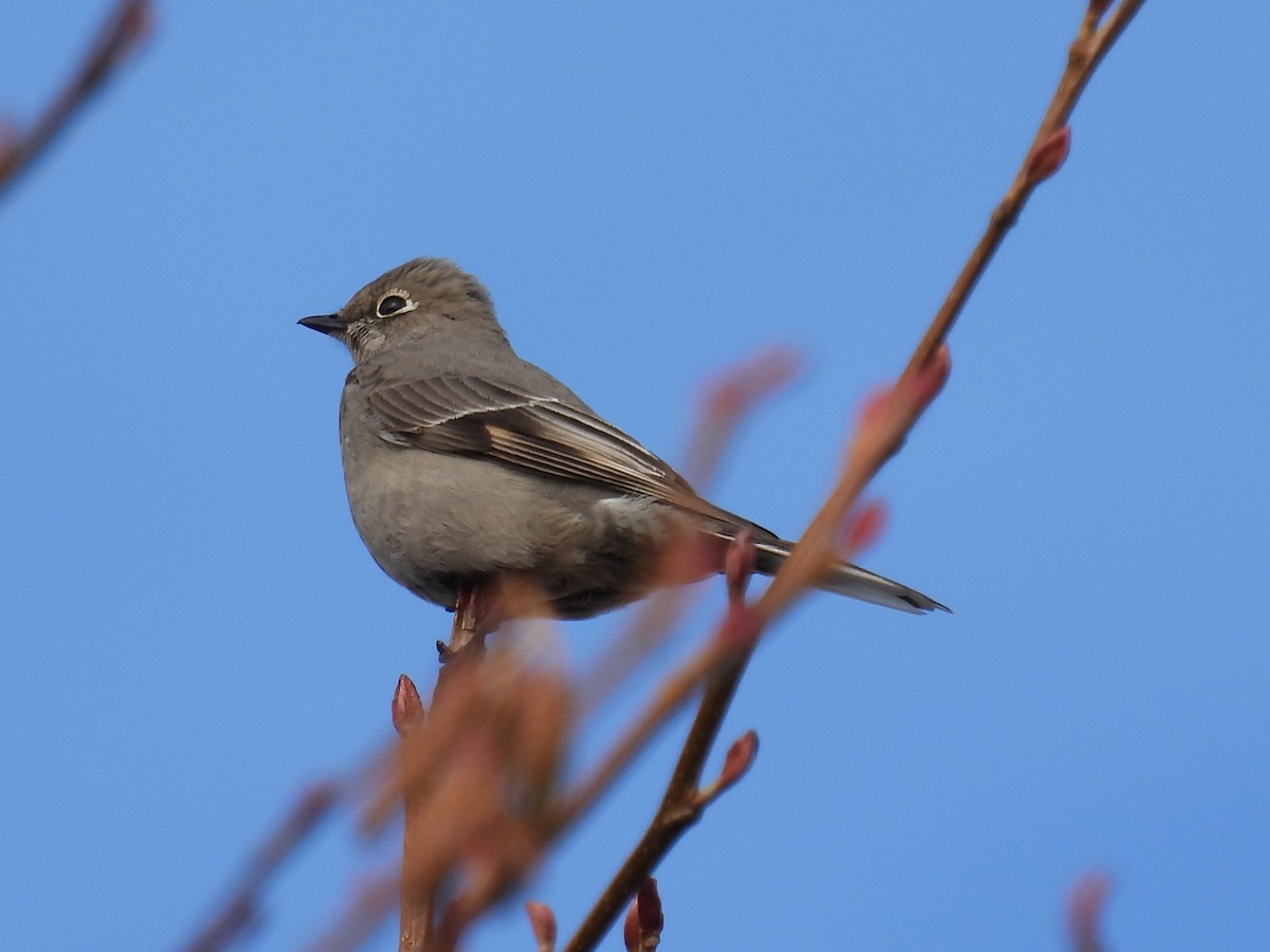 Townsend's Solitaire - ML538053511