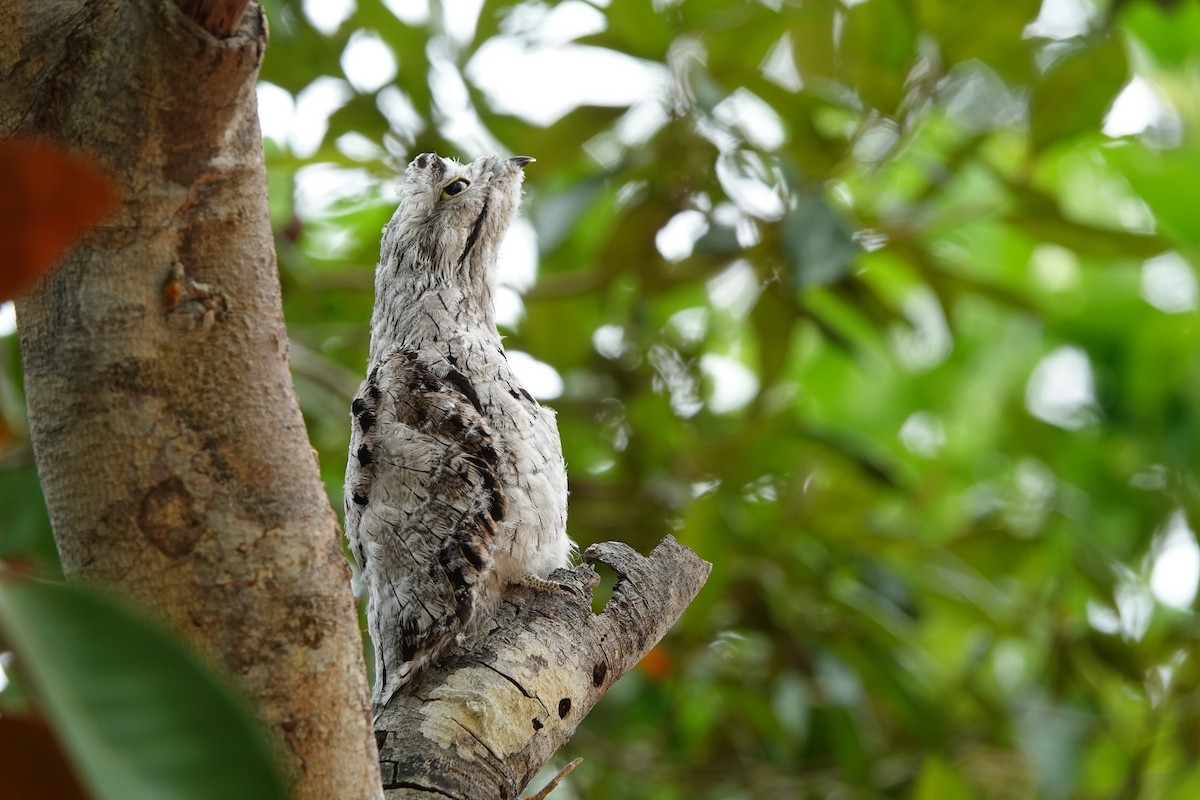 Common Potoo - ML538053761