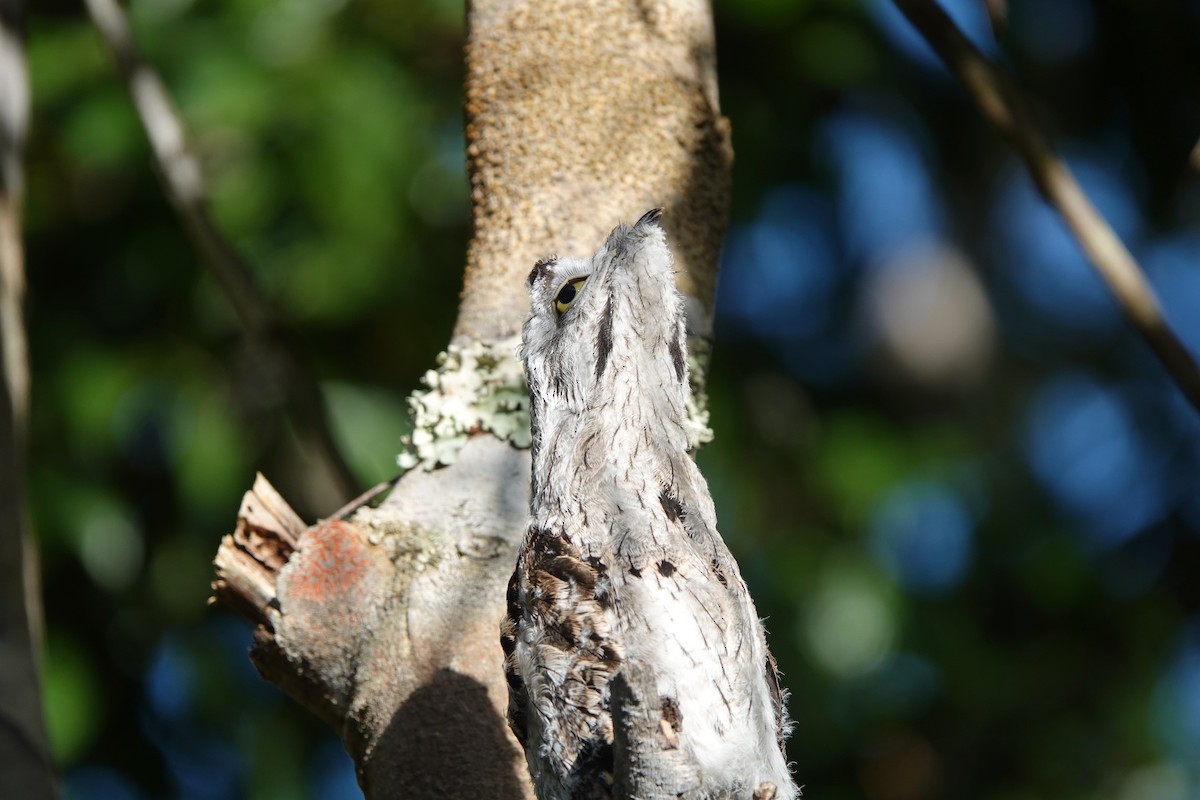 Common Potoo - ML538053771