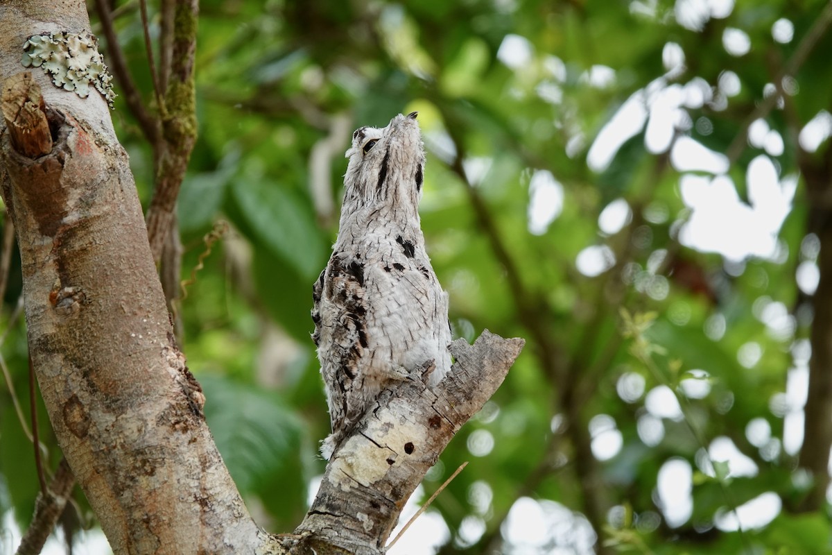 Common Potoo - ML538053791