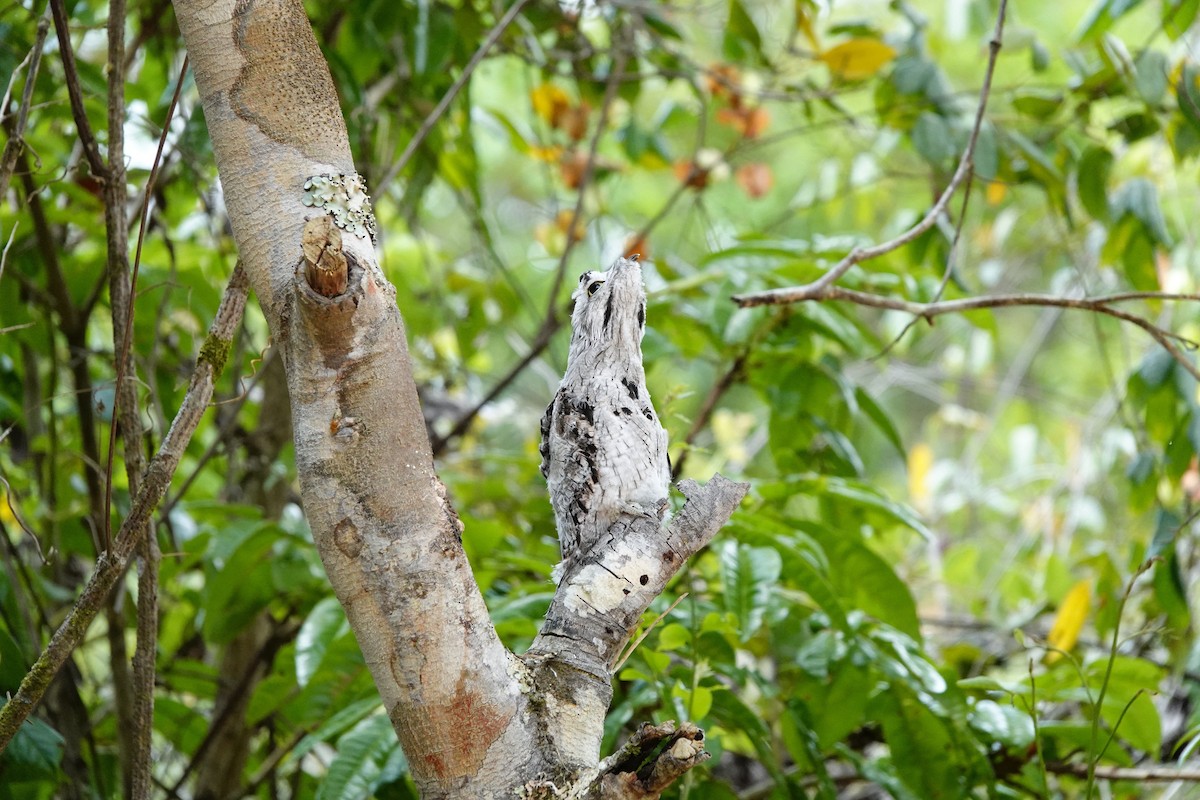 Common Potoo - ML538053801