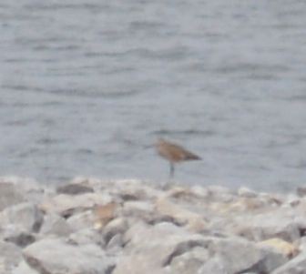 Marbled Godwit - ML53805391