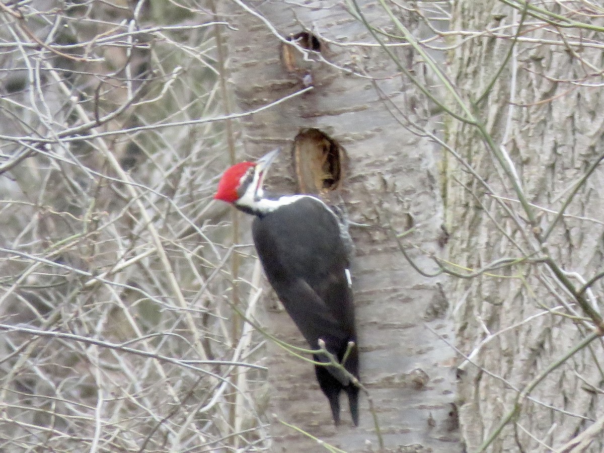 Pileated Woodpecker - Linda Parlee-Chowns