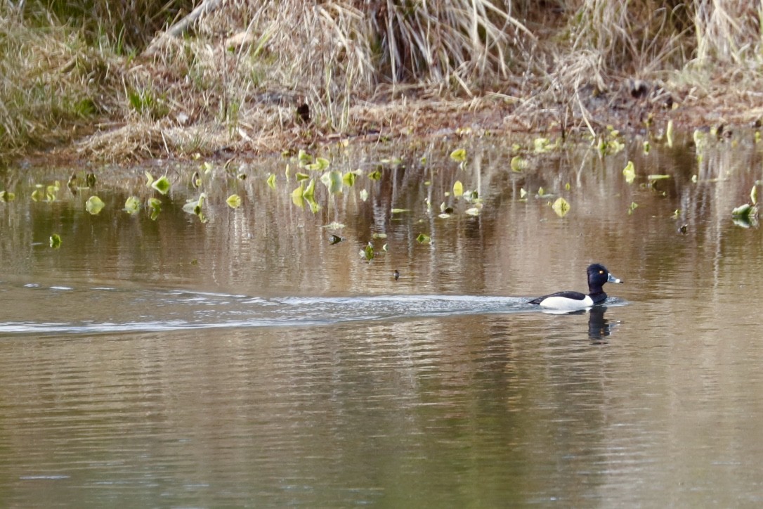 Ring-necked Duck - ML538056411