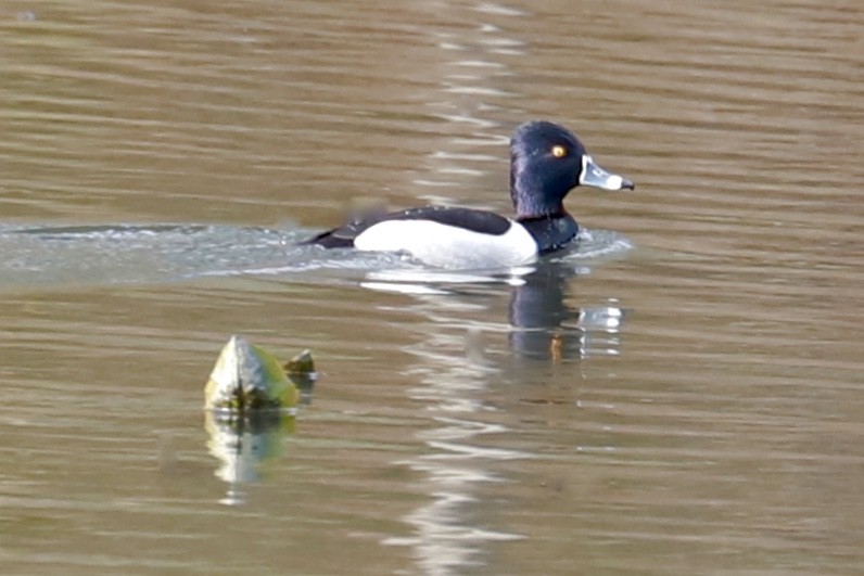 Ring-necked Duck - ML538056421