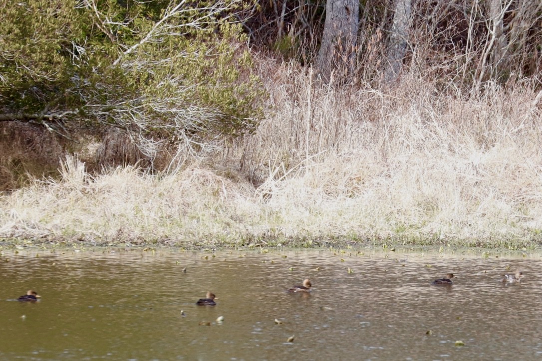 Hooded Merganser - ML538056461