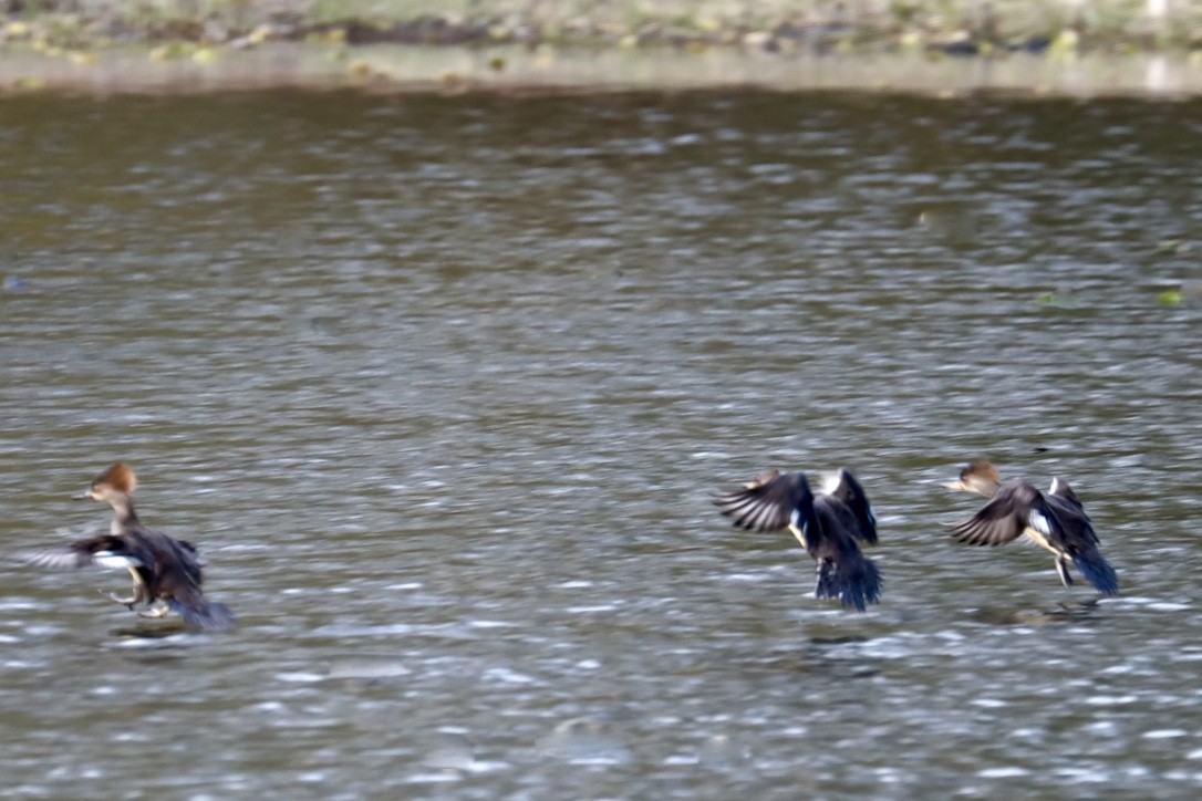 Hooded Merganser - ML538056471