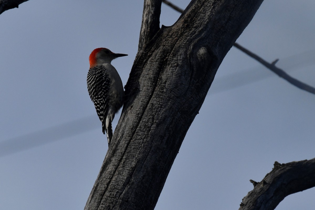 Red-bellied Woodpecker - Kazumi Ohira