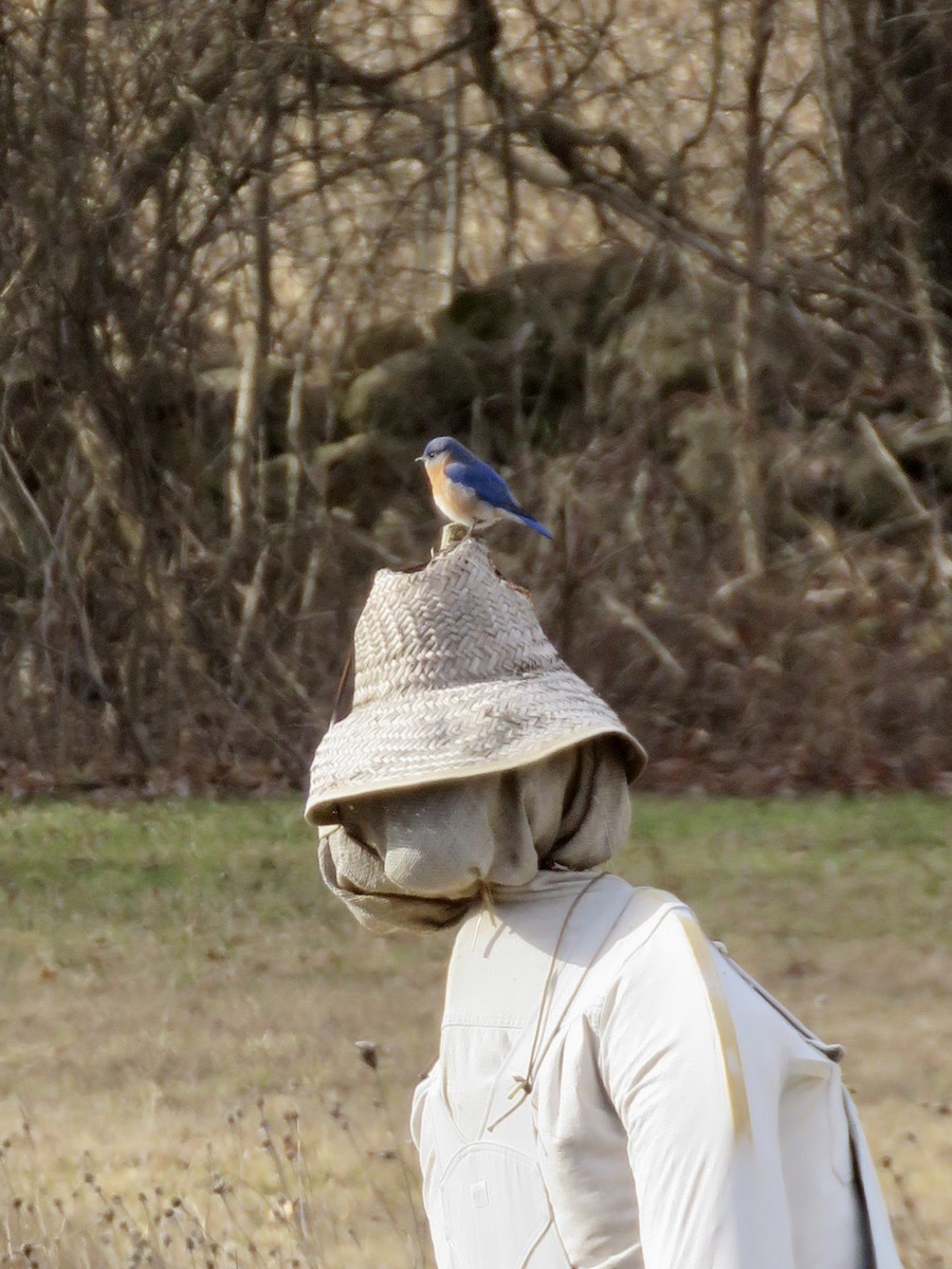 Eastern Bluebird - Linda Parlee-Chowns