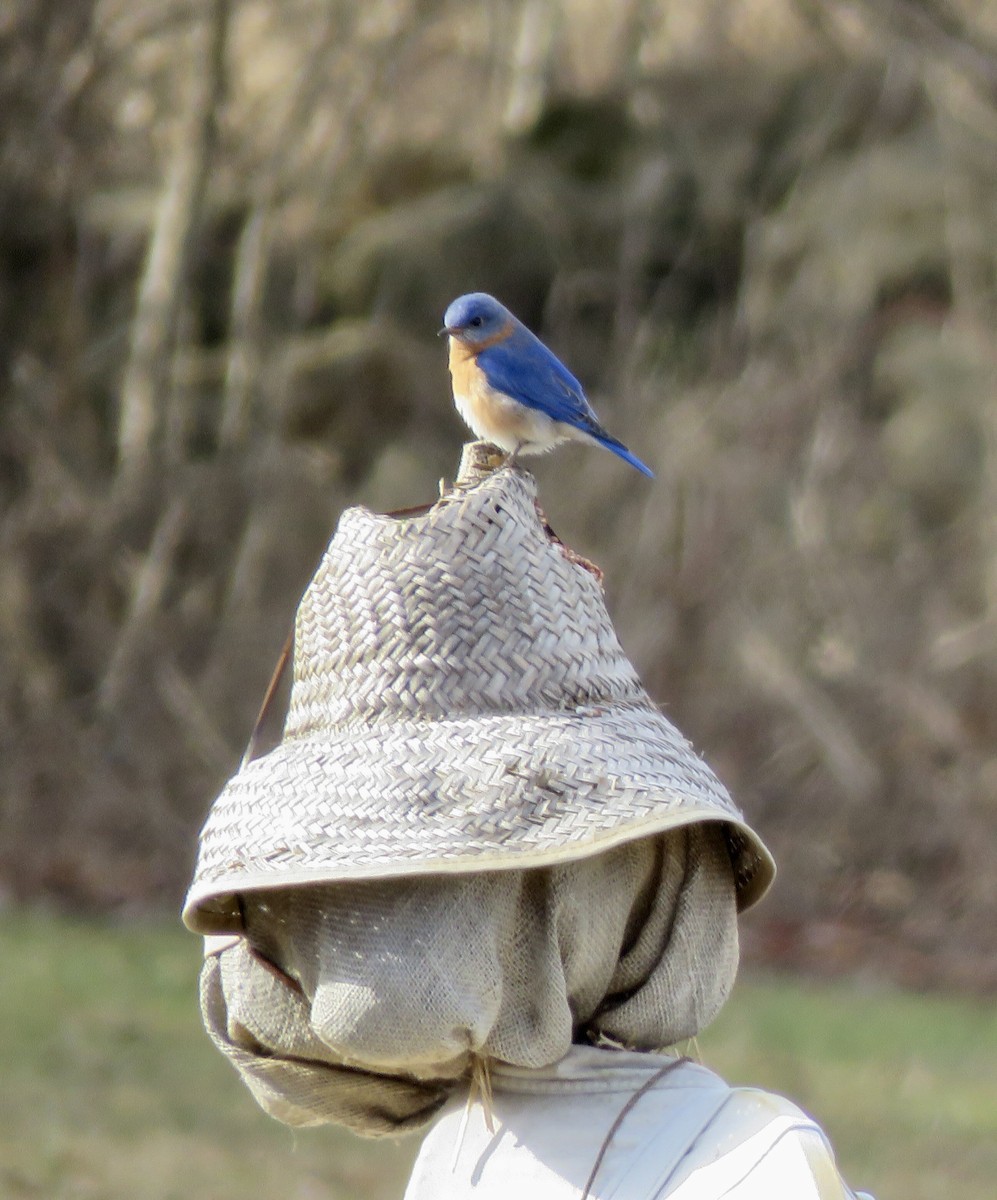 Eastern Bluebird - ML538056981