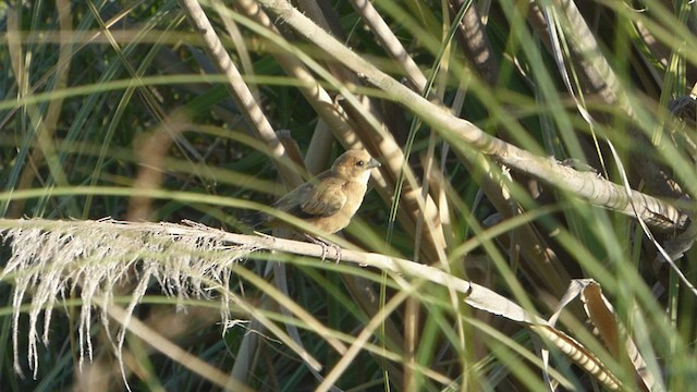 Rusty-collared Seedeater - ML538057451