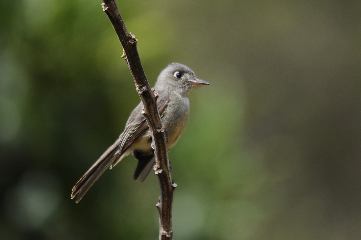 Cuban Pewee - Philippe HUBERT