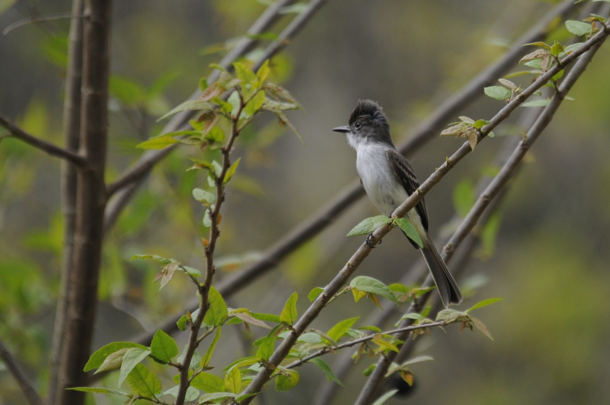 La Sagra's Flycatcher - Philippe HUBERT