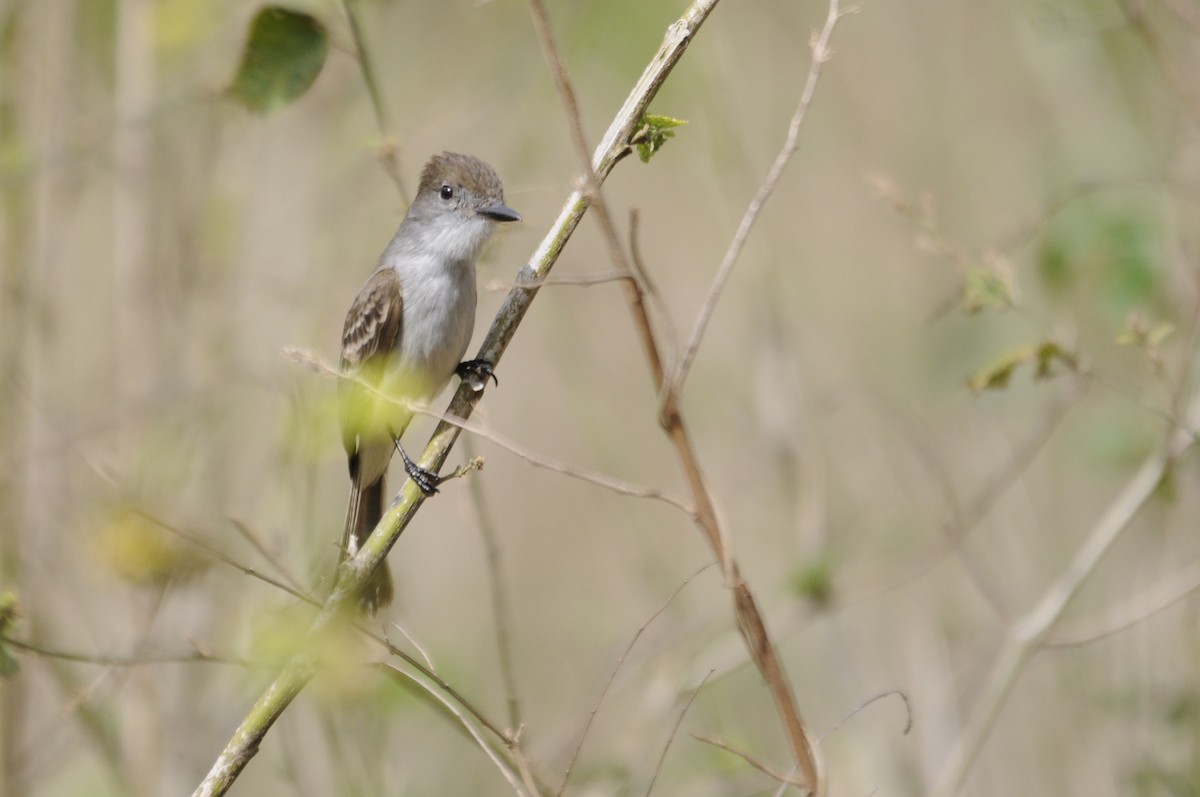 La Sagra's Flycatcher - Philippe HUBERT