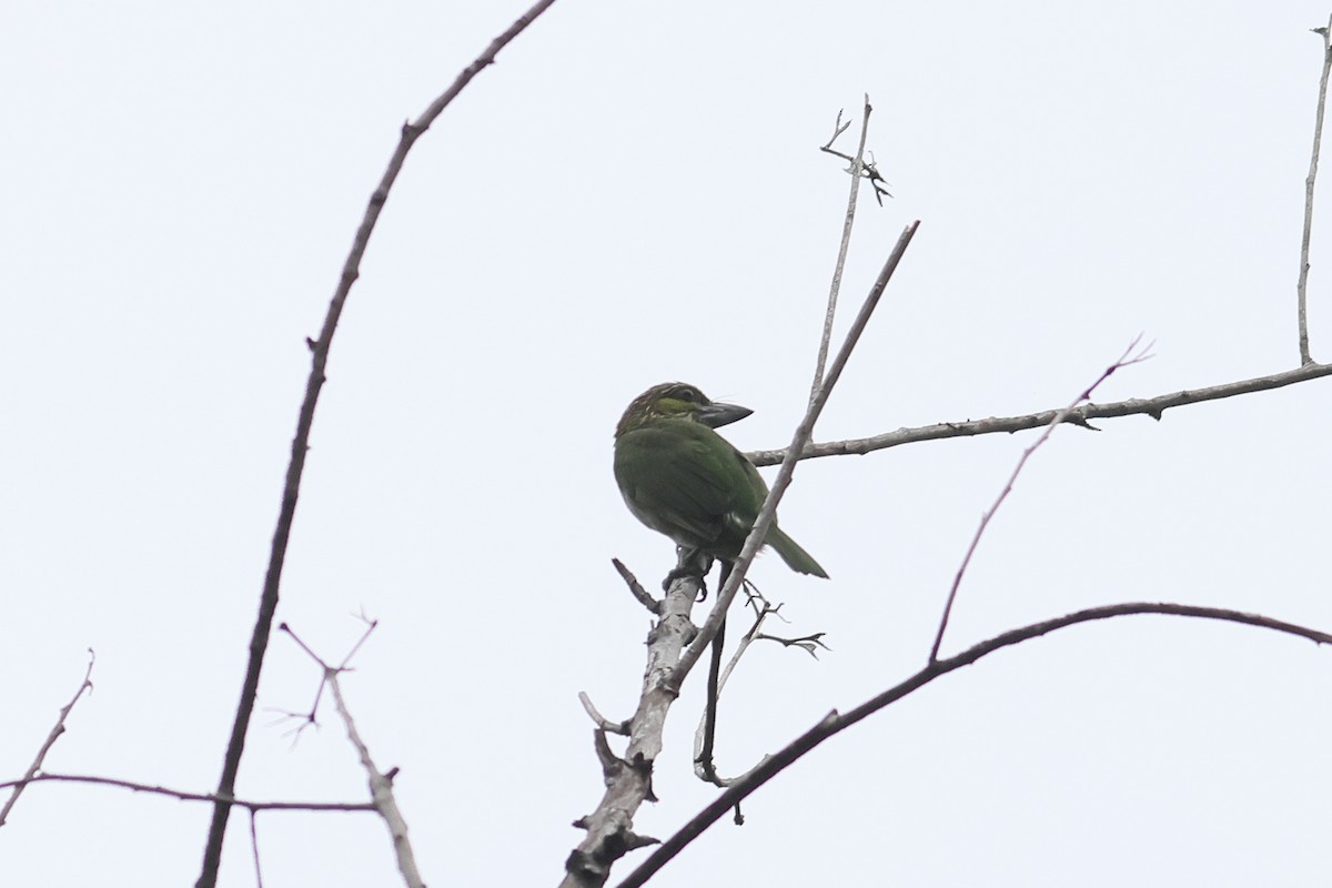 Green-eared Barbet - ML538058501