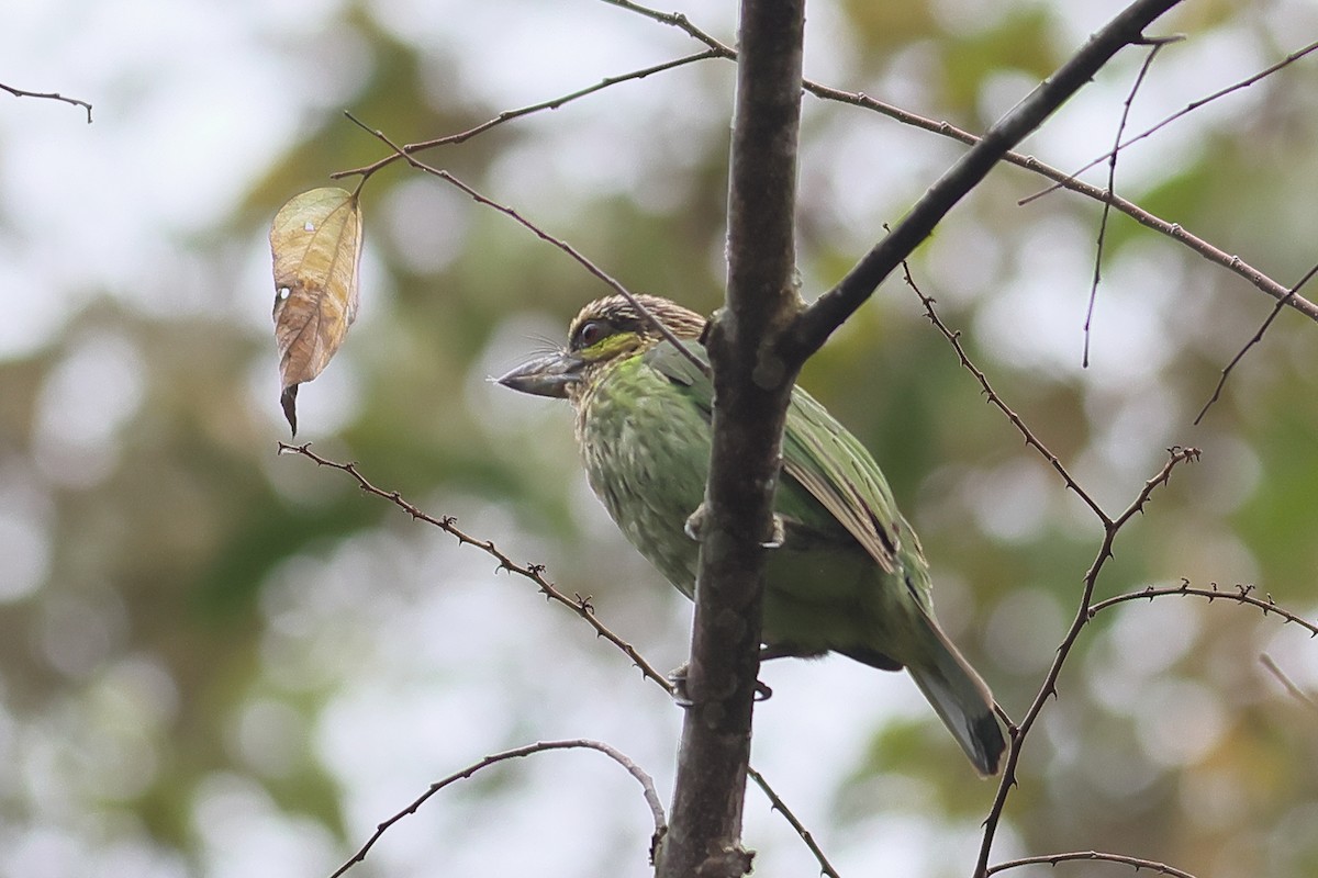 Green-eared Barbet - ML538058521