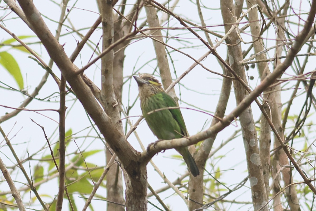 Grünohr-Bartvogel - ML538058571