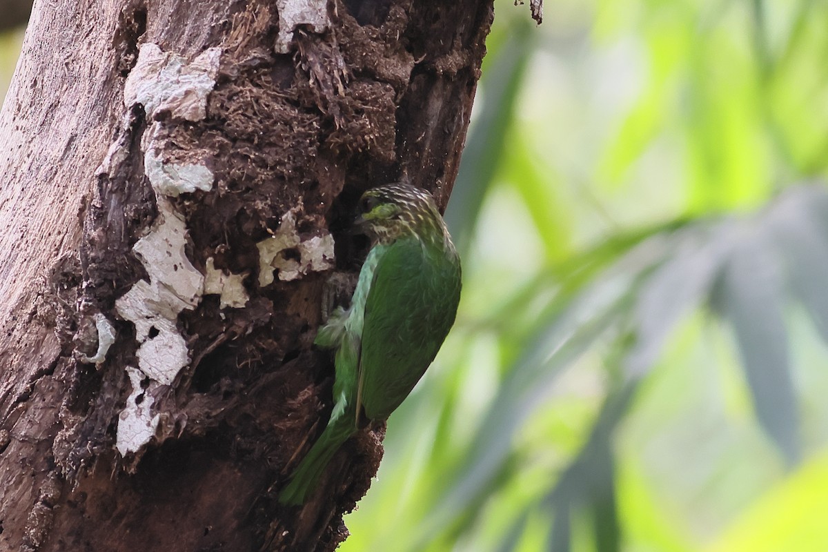 Green-eared Barbet - ML538058601