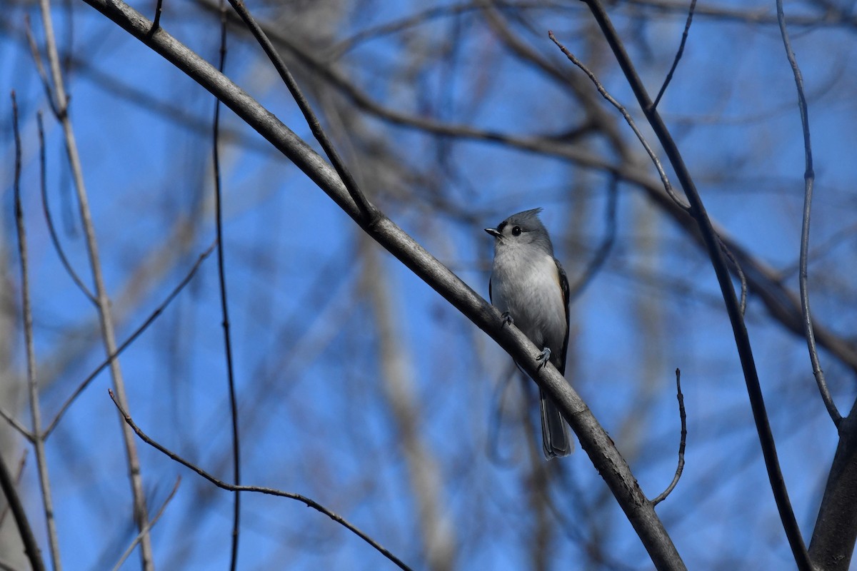 Tufted Titmouse - Kazumi Ohira